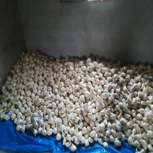  Vente D'attieké - féculents bonjour, --nous venons de terminer la construction d'une petite unit&eacute; de transformation de manioc en c&ocirc;te d'ivoire et nous sommes actuellement en production d'atti&eacute;k&eacute; (semoule de manioc).--nous recherchons des clients en c&ocirc;te d'ivoire,  dans la sous-r&eacute;gion d'afr