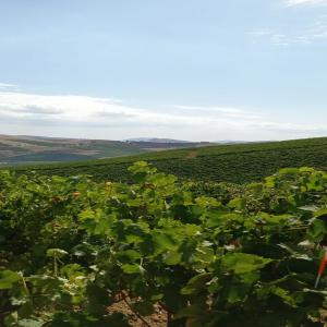  Vente Grappe Et De Moût De Raisin, Made In Sicile - vins je vends du moût et des raisins blancs/ noirs provenant des magnifiques vignobles de sicile (palerme). ici,  nos vignes poussent de manières abondantes et nous obtenons des raisins et des vignes de grande qualité grâce au sol fertile et aux conditions climatiques favorables.