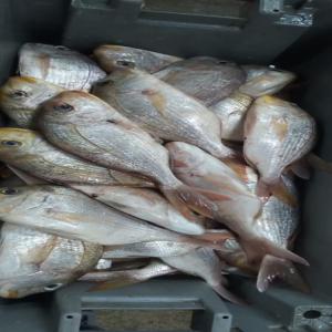  Poisson Dorade - poissons congelé --28 tonnes de dorade  rose (denton) mixte disponible en mauritania --prix 1550 fcfa kg cfr abidjan/cotonou tema/douala