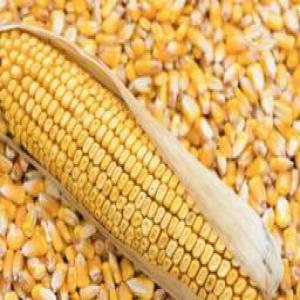  Vente De Ble En Provenance De L'ukraine - matiere vegetale founisseur base en ukraine cherche client  serieux pour le  blé  et maïs en grande quantite.veuillez pendre contact avec nous si vous etes interesses!
