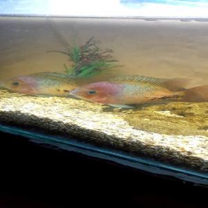  Cichlidés Américain - animaux vivants disponible cichlidés américain.----parachromis managuensis (jaguar) de 3 a 10 cm--poisson vieja synspilum 3 - 5 cm--flowerhorn differents coloris------