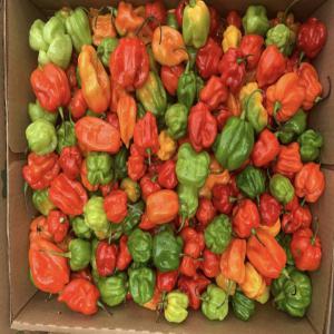  Piment Habanero, Gombo Clemson, Aubergine, Avocat - fruits et légumes bonjour,  je suis le manageur d une entreprise africaine au rwanda qui vend des produits agricoles su march&eacute; international. nous travaillons d&eacute;j&agrave; en europe et aimerions s agrandir. nous avons  --prix cif en europe (livraison par avion)-- 1 kilo de gombo=2.54 -- 1 kilo d aubergine