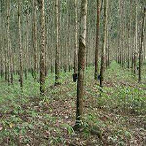  Anciens Bois D'hévéas Vendre - Industrie exploitation nous disposons de plusieurs hectares de bois de vieilles plantations d'heveas ici en côte d'ivoire. nous recherchons sérieux acheteurs pret à acheter sur de long terme 