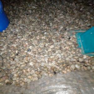  Recherche De Cajou 45 K. - autres nous recherchons en toute urgence,  1000 tonnes de cajou à livrer en inde. nous voulons au minimum,  du 45 kawer.--nous contacter immédiatement.----aussi,  nous voulons du maïs jaune pour bétail. nous voulons 05 conteneurs,  toujours livraison en inde.