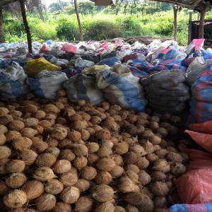  Fournisseur De La Noix De Coco - fruits secs et graines grillées nous sommes une entreprise basée en côte d'ivoire , nous sommes spécialisée dans l'exportation de la noix de coco de qualité de la côte d'ivoire , en plus nous disposons des plantations villageoises plus 1000 hectares pour satisfaire nos client .dans les sacs il