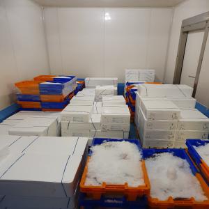  Poisson Bretagne France Peche Artisanale - poissons entreprise de mareyage implant&eacute;e &agrave; lorient - france --sp&eacute;cialit&eacute; - peche artisanale  du jour.--nos produits - congre de ligne; c&eacute;phalopodes (seiche,  encornet,  poulpe,  poulpe &eacute;l&eacute;done) merlu,  limande cardine,  lotte,  bar,  sole,  daurades ...--exp&eacute;d