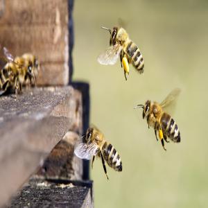  Gelee Royale Et Venin D'abeille Apitoxine - autres bonjour,  ---- nous sommes une coopérative apicole,  nous cherchons un partenaire sur le long terme pour l'achat de notre production de gelée royale et de venin d'abeille (apitoxine). ---- n'hesitez pas à nous contacter pour plus d'informations 