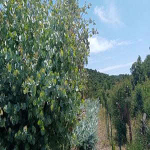  Eucalyptus Nicoli Parvifolia Cinere Pulveranta - épices aromates bonjour,  --nous avons plusieurs tonnes de feuillage d'eucalyptus nicoli que nous proposons à la vente. --ce feuillage est actuellement sur pied et sa récolte aura lieu de mi-septembre jusqu'à fin février.--nous produisons également du feuillage d'eucalyptus cinerea