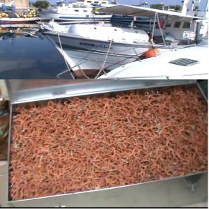  Corail D'origine Tunisienne - pierre roche stock disponible de coral en tunisie.--pour le compte d'un partenaire mise en vente d'une affaire d'exploitation de corail avec tout le matériel et accessoires  (barque équipée de deux chambres de décompressions,  couchettes;  kitchenette,  ....) matériel de plong&ea