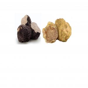  Truffes Fraiches+produits En Conserve La Truffe - conserve semi conserve bonjour,  nous sommes specialisés dans la truffe fraiche de saison et nous realisons produits en conserve à la truffe,  meme à etiquette personnalisée.
