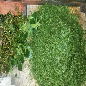  Gnetum Africana (okok) - fruits et légumes nous disposons d'importante quantit&eacute; de gnetum africana &agrave; vendre peu importe votre situation g&eacute;ographique nous vous satisferons --contactez nous si int&eacute;ress&eacute; 