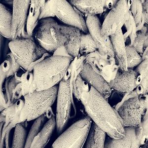  Poissons Congelés - poissons je suis un grand fournisseur à la région du sud au maroc ,  spécialiste dans a vente des poissons - calamar ,  sépia  ,  poulpe ,  maquereau....,  et j'aimerai avoir  des clients pour construire un lien de business avec eux pour une longue duree 