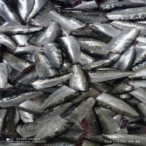  Sardine Hgt - fish hello my ffriends we are producer of frozen fish from morocco we can offer sardine hgt with scalls 9.5cm-10cm if you are interested please don't hesitate to contact me 