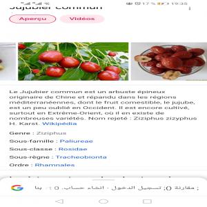  Jujube - fruits et légumes --vente fruits jujube--pour plus information --216 29012042 /216 99611011 