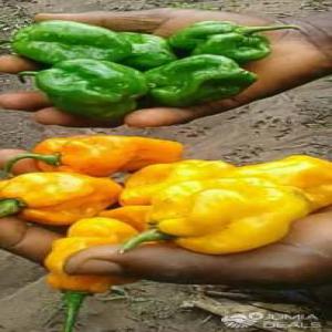 Recherche De Partenaire D'achat - fruits et légumes recherche d'un client potentiel pour un partenariat d'achat de 1 hectare de piment big sun en cours de production contact