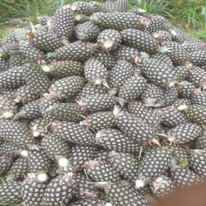  Ananas Ivoirien Cherche Grossiste - fruits et légumes vous avons un groupe de jeune production d'ananas en c&ocirc;te d'ivoire,  pr&eacute;cis&eacute;ment dans la r&eacute;gion de yamoussoukro-gourouminakro,  avec une superficie de plus de 17 ha,  une production mensuelle de plus de 15 tonnes actuellement.  exploitation se trouve en bordure de l'autoroute