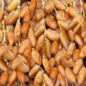  Vente Dattes Tunisenne - fruits et légumes on dispose d'une grande quantité de dattes ( deglet ennour tunisienne) fraîche,  non conservée et à prix compétitif.--veillez nous contacter pour plus d'information,  merci