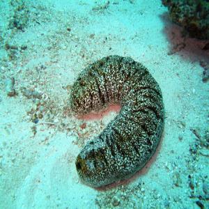  Concombre De Mer - fruits et légumes bonjour madame et monsieur je je  vend concombre  de mer dont je cherche d client vous pouvez passer vous commande --