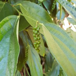  Plants De Poivrier De Très Bonne Qualité - épices aromates belle  opportunité --vente de plants de poivrier ( piper nigrum) de très bonne qualité côte d'ivoire autoroute du nord km 103.--une bonne production de poivre necessite du matériel vegetal de trés bonne qualité.  pour vôtre exploitation de poivri