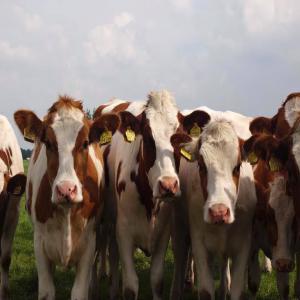  Génisses Gestantes Race Pure Montbéliard - animaux vivants ventes de 38 g&eacute;nisses gestantes de 7 &agrave; 8 mois,  la race pure import&eacute;e avec ses pedigree.----prix en fonction de votre choix.