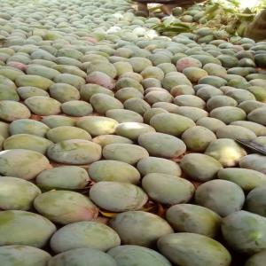  Fruits - fruits and vegetables for those looking for fruits like mango and okra we have huge quantities thank you place your orders