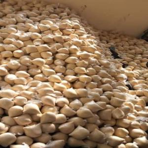  Vente D'attieke Bien Frais De Côte D'ivoire - autres je peux vous fournir attieke bien frais de c&ocirc;te d'ivoire en grande quantit&eacute; et de qualit&eacute; irr&eacute;prochable par voie a&eacute;rienne .5 euro le kilo 