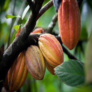  Achat L'huile De Palme - huiles nous cherchons des fournisseurs d huile rouge.--1-huile de palme brute--2-huile de palme brute ( pour raffinerie,  acidité < 0.3% )--humidité - 5%--watsap-+225 0103104138--- prix tonnage- 590.000f--- huile de palme ilimité--- transaction - en citerne--- quantité - 50 a 200