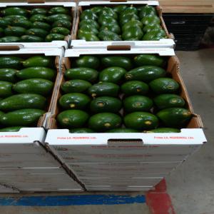  Avocat Maroc - fruits et légumes bonjour --nous avons en disponibilité des fermes d'avocat en vente , on a commencé à recevoir les demandes des clients,  on a commencé à signer des contrat avec des acheteurs,  --avocats hass de grande qualité et tous calibres à un prix raisonnable --mer