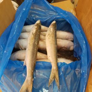 Mullet gris congelé  - poissons mullet gris congelé ----de maroc ----quantité 150 tons----prix - 7, 00 dh exw départ usine. --pour l'export. ----