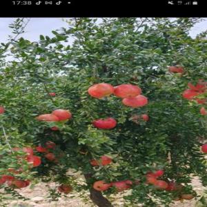  Le Célèbre Grenadier Gabès De La Tunisie - fruits et légumes je suis un agriculteur et je mets à votre disposition une quantité de 300 tonne de grenadier vente dans la ferme sans intermédier dans la région de sidi bouzid tunisie une qualité exceptionnelle et gout incomparable à ne pas rater.----
