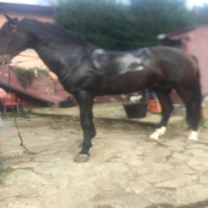  Chevaux De Sport - animaux vivants bonjour &agrave; tous,  nous fournissons des chevaux de sport,  pr&eacute; espagnol et lusitanien &agrave; la demande du client. nous avons une licence d'exportation.toute information nous contacter.