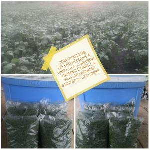  Vente Du Zom (morelle Noire) Et Keleng Keleng - fruits et légumes nous produisons et commercialisons les légumes tels que le zom(morelle noire) et le keleng keleng (corete). les produits sont découpés,  lavés et ensachés... --yaoundé cameroun 
