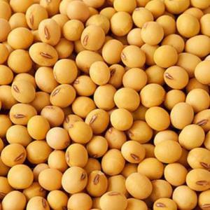  C'est La Période De La Commercialisation Du Soja - semence graine plant c'est la période de la commercialisation du soja non-ogm en république du bénin. les achats démarreront en 10 jours. plus de 300 hectares sont à notre disposition pour l'achat. le soja est le plus cultivé en cette année. nous nécessitons des cl