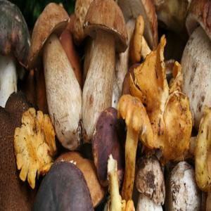  Wild Growing Mushrooms -  yeast fungus upon customer request we are able to supply the follow types of fresh/frozen/dried/brined mushrooms---- boletus edulis--- marasmius oreades--- lactarius delisious--- amanita caesarea--- cantarellus cibarius--- craterellus tubaeformis--- craterellus cornucopioides--- craterellus tubaeformis--origin o