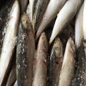  Poisson Frais Et Surgele - poissons nous fournissons quotidiennement du poisson frais et surgel&eacute;.----- maquereau--- le chinchard--- bonita--- sardine--- la morue--- daurade----juste pour en nommer quelques-uns.----contactez-nous pour notre devis complet.