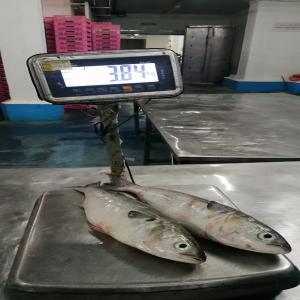  Offre Mullet Gris - poissons on peut offrir le mullet gris taille 600gr-1.5kg --origine- maroc--si vous etes interess&eacute; n'hesitez pas a me contacter --