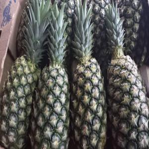  Mangue Ananas - fruits et légumes bonjour,  société internationale spécialisée dans l'exportation de fruits et légumes exotiques d'origine africaine. nous sommes basées en france et en afrique. nous sommes en mesure de vous garantir une qualité supérieure de nos différent