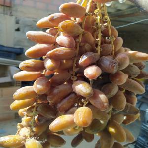 Dattes Extra Mielleuse - fruits et légumes bonjour,  je vous propose des dattes mielleuse de bonne qualité provenant d'algérie,  merci de me contacter