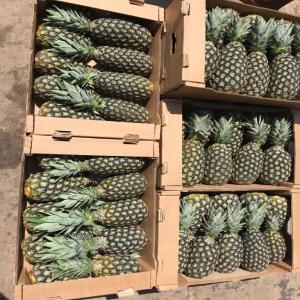  Ananas Biologique Du Togo. - fruits et légumes soci&eacute;t&eacute; togolaise d'exportation de fruits frais et s&eacute;ch&eacute;s,  l&eacute;gumes feuilles fra&icirc;ches et surgel&eacute;s,  d'arachides fra&icirc;ches et grill&eacute;es,  d'aubergines rondes cherche des acheteurs europ&eacute;ens ou am&eacute;ricains pour une collaboration &agr