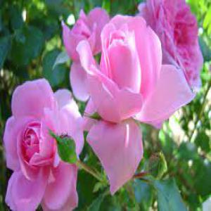  Commercialisation D'huile Essentielle Bio - huiles producteur de rose et de bouquetier de nice pour l'huile essentielle. certifié bio.--recherche partenaire pour la commercialisation ,  d'eau de rose et d'huile essentielle de rose ainsi que du neroli