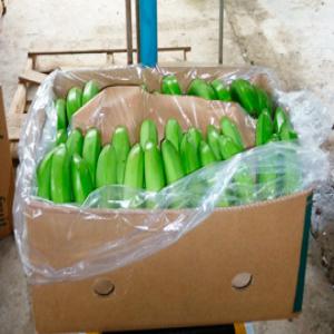  Banane Cavendish - fruits et légumes banane cavendish verte du cameroun reconnu pour sont bon gout est produit dans un climat et avec suivi pour garder et assurer sa bonne qualité des champs de production jusqu'a livrason.