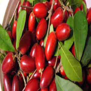  Recherche D'un Fournisseur De Baies Du Miracle - fruits et légumes bonjour, --je souhaite commercialiser la baie du miracle en france. je souhaite par conséquent trouver un fournisseur de baie et de baie en poudre. le fournisseur devra etre capable d'assurer des livraisons plusieurs fois par an.--bonne journée