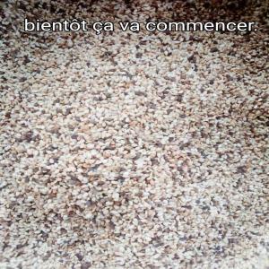  Sésame - céréales recherche d'un bon partenaire client,  --bientôt le sésame va commencer et je peux avoir des dizaines de tonnes chaque 2 semaine.--je suis un revendeur grossiste