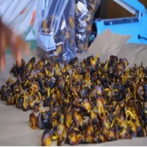  Vente D'escargot D'afrique, Bave D'escargot - autres heliciculteur,  nous vendons nos escargots conditionnés avec la plus grande hygiène dans des emballages de 1kg... associé à cela nous avons de la bave d'escargot toute fraîche pour la cosmétique et autres et également de la poudre de coquille d'escargot
