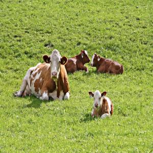  Export Des Génisses Et Veaux D'engraissement - animaux vivants bonjour, ----nous sommes un grand fournisseur français avec une filiére au maroc .--on fait l'exportation et vente des génisses pleines des race laitiéres .--holstein-montbeliarde-fleckvieh simmental-brune suisse-normandie...--d'une trés bonne qualité et gran