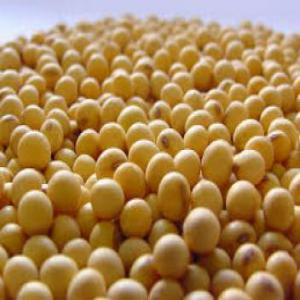  Soja Bio - matiere vegetale nous disposent une quantité importante de soja bio,   nous cherchons des clients sérieux pour une collaboration longue durée 