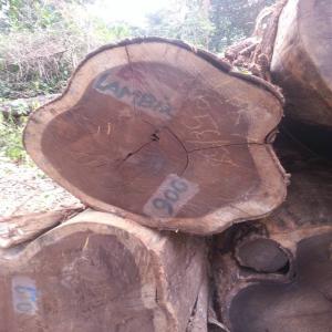  Vente Des Bois Tropicaux (en Grumes Et Sciés) - bois charbon fibre essences disponibles - iroko,  sapelli,  wenge,  doussié,  afromosia,  bilinga,  bubinga,  tali,  padouk... ----nous avons plusieurs sites d'exploitation dans différentes provinces de la rdc et pouvons fournir de grandes quantités.----modes de paiement acceptés - l/c (lettre de c