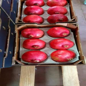  Grossiste Fruit Et Légume - fruits et légumes société située à agadir sud du maroc spécialisée dans l'exportation de fruits et de légumes frais et de haute qualité dans le monde entier. nous assurons l'emballage et le transport des fruits et légumes avec une qualité optimale, 