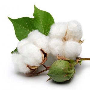  Cotton Seed, Graine De Coton - cereals nous recherchons un acqu&eacute;reur ou client potentiel pour un stock de 10 000 tonnes de coton graine d&eacute;tenu par une soci&eacute;t&eacute; agr&eacute;&eacute;e en contrat d&eacute;j&agrave; &eacute;tablie pour plus d'informations n'h&eacute;sitez pas &agrave; nous contacter-----------------