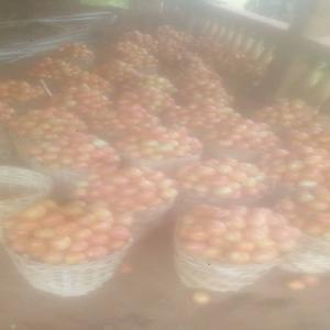  Acheteurs Des Tomates,poivrons Bio... - fruits et légumes nous sommes une entreprise spécialisée dans la production des tomates,  poivrons,  plantains, pommes de terre et bien d'autres. ceci dit nous sommes à  recherche des acheteurs potentiels.  merci de nous contacter 